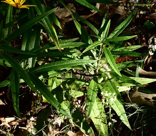 {Helianthus giganteus}